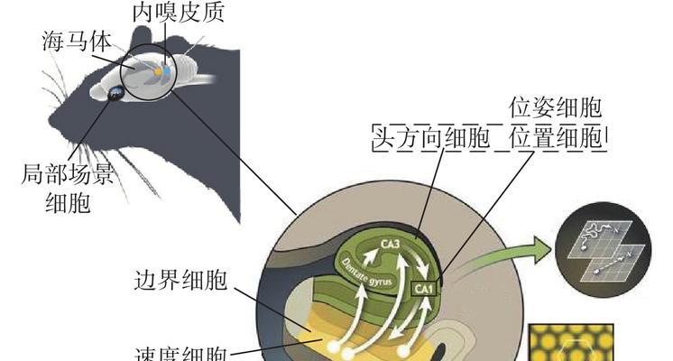 脑细胞驱动机器人有哪些？这些机器人有何独特功能？
